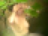 咲乱美女温泉－覗かれた露天風呂の真向裸体－お姉さま編 オムニバス Vol.9　サンプル画像07